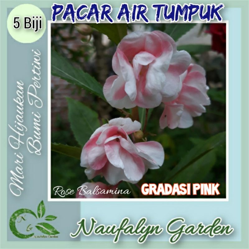 5 Benih Biji Bunga Pacar Air Tumpuk Gradasi Pink