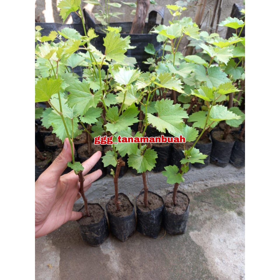 Bibit Anggur Katra Hasil Grafting Berbuah Dalam 6 Bulan