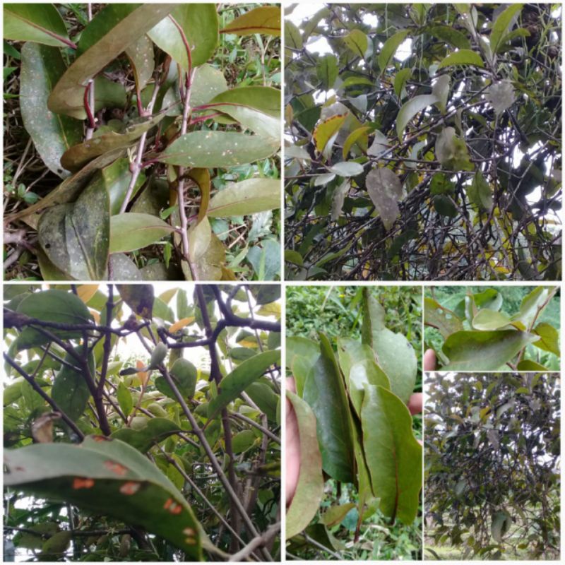 

Paket daun benalu segar ( alpukat,mangga,jambu air, petai)