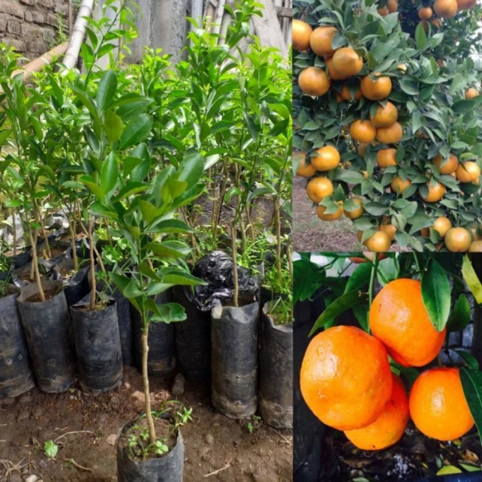 Pohon Jeruk Santang Madu / Tanaman Jeruk Santang Madu / Bibit jeruk CCCC