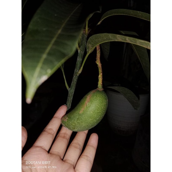 

Mangga kiojai mulai berbuah/bunga