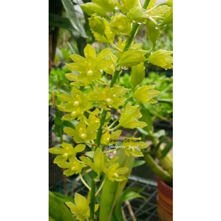 Grammatophyllum Citrinum