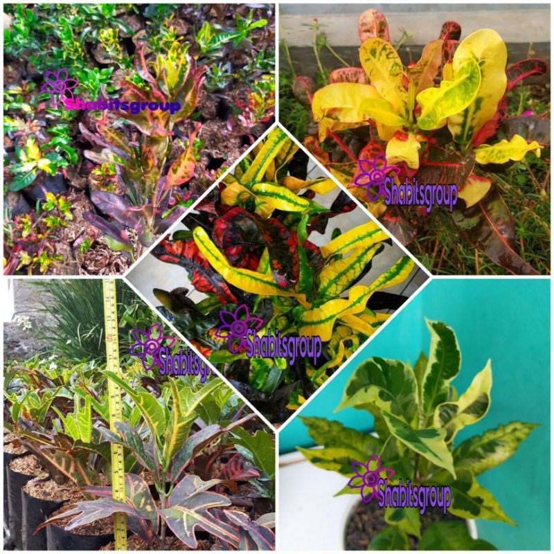 (Bisa cod) paket 5 tanaman puring tanaman hemat paket 5 pohon jenis tanaman puring tanaman puring