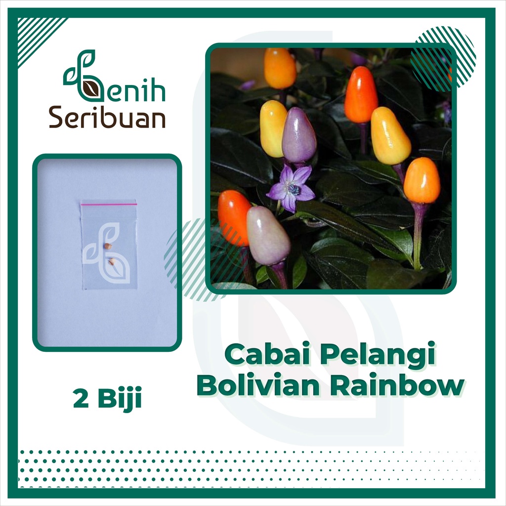 Benih Seribuan - 2 Bibit Cabe Pelangi Bolivian Rainbow Unggul