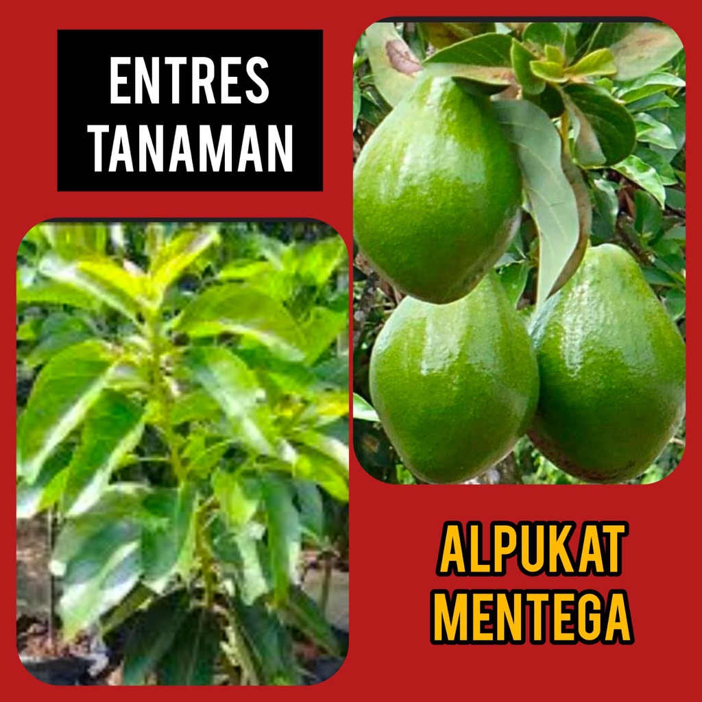 Entres/ Mata Tunas Alpukat Mentega