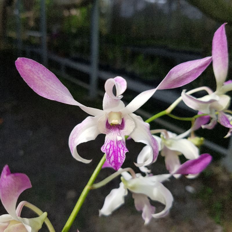 Anggrek Dendrobium Jadulan Caesar Warawan Plant Jumbo Bunga Besar Semi Kriting