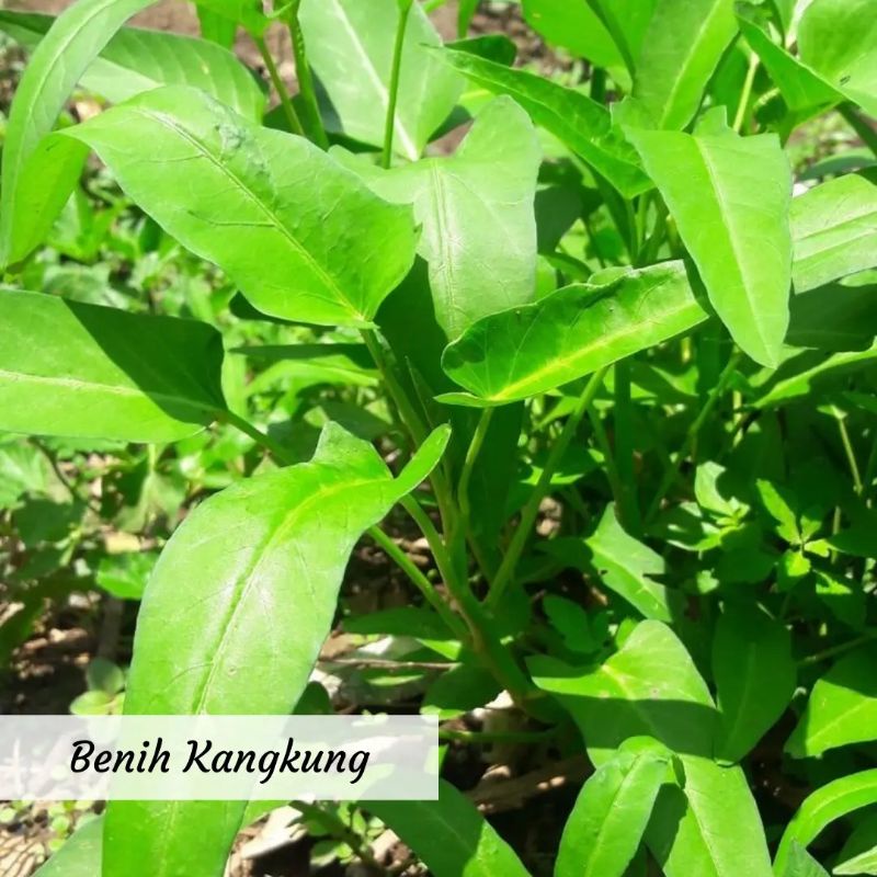 Benih Kangkung Benih Sayuran