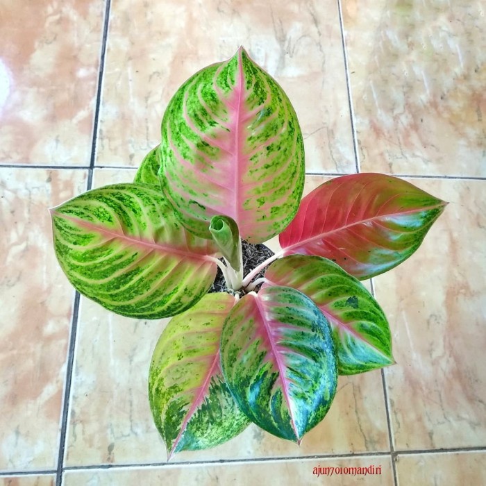 Benih Tanaman Hias Aglonema Andini