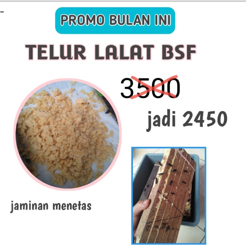 telur lalat bsf termurah