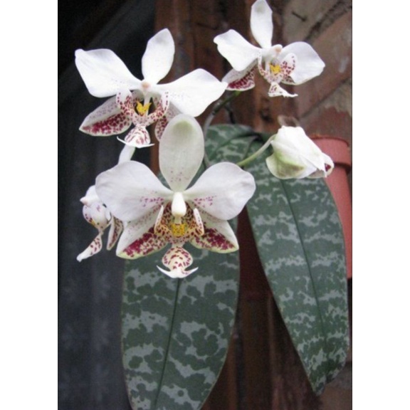 phalaenopsis stuartiana
