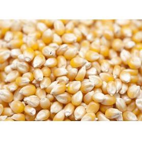 

Miliki Segera Jagung Popcorn 1Kg Biji Popcorn Kiloan MENTAH Popcorn 1 Kg popcorn bioskop Popcorn Mixed Mushroom and Butterfly 88