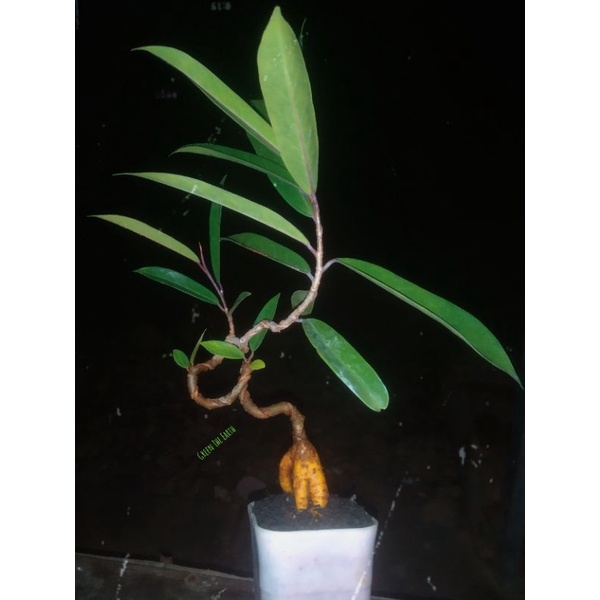Plant Caudex Ficus miqueliana a.k.a beringin kuryo