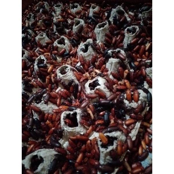 kepik hongkong