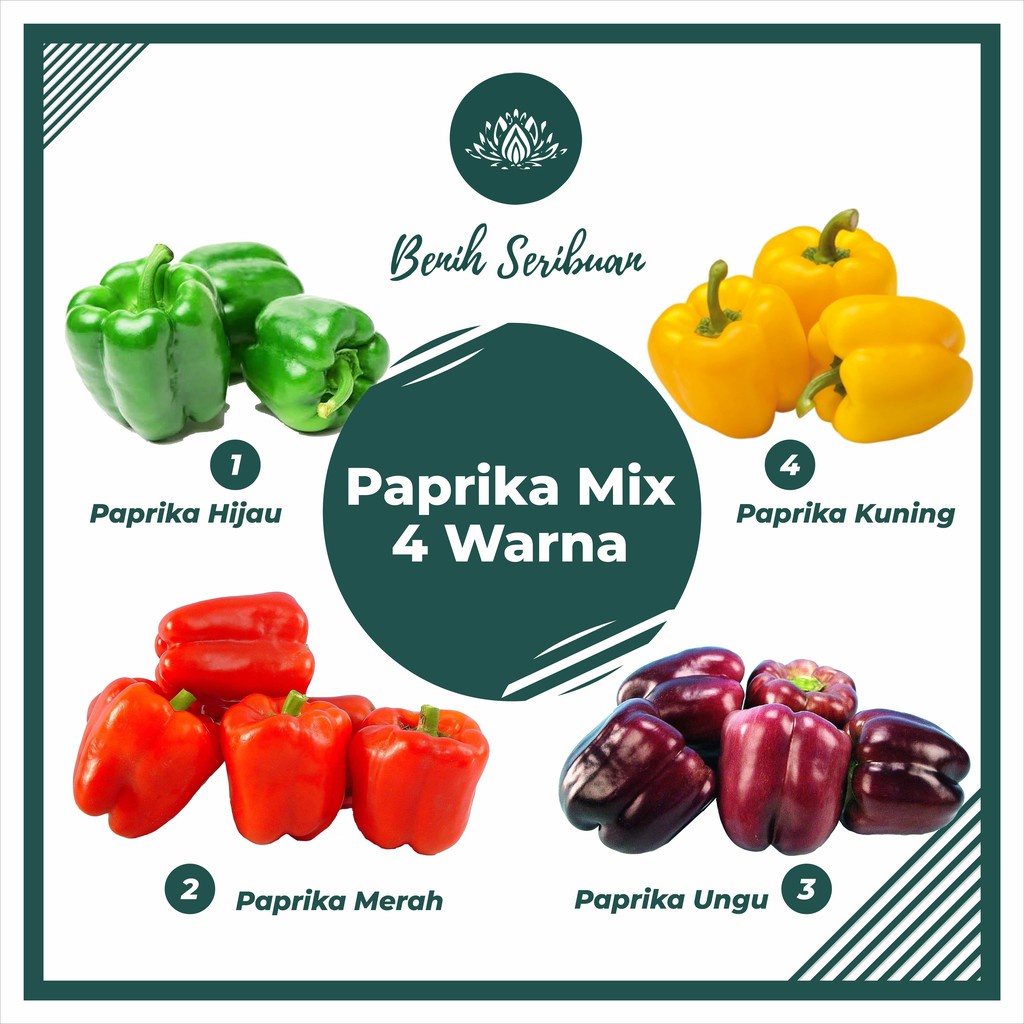 Benih Seribuan - Bibit Sayuran Paprika Mix 4 Warna F1 Hibrida