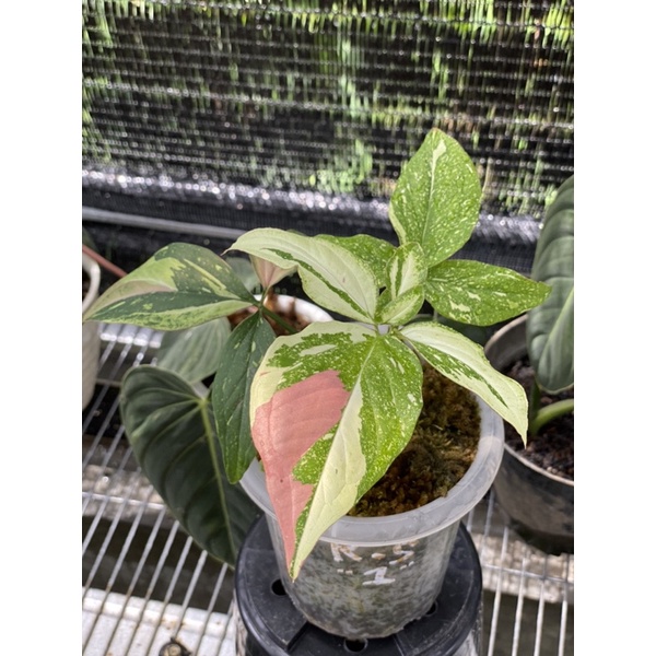 Syngonium Red Spot Tricolor