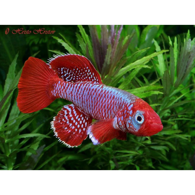 telur ikan killifish eggersi redd