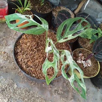 Tanaman Philodendron swiss varigata atau janda bolong varigata Asli