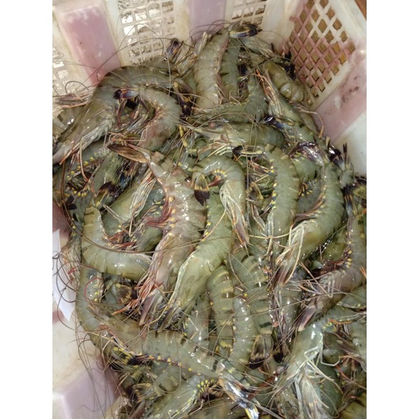

udang pancet fresh size 30