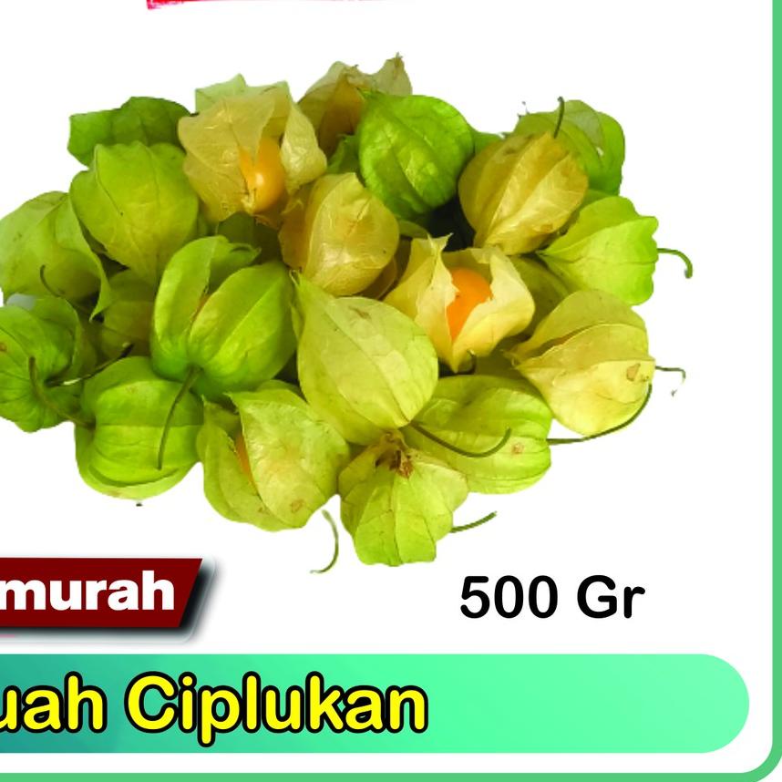 

Terbaru | KP8 | Ciplukan Fresh Murah 500gram -Cecenet - Golden berry