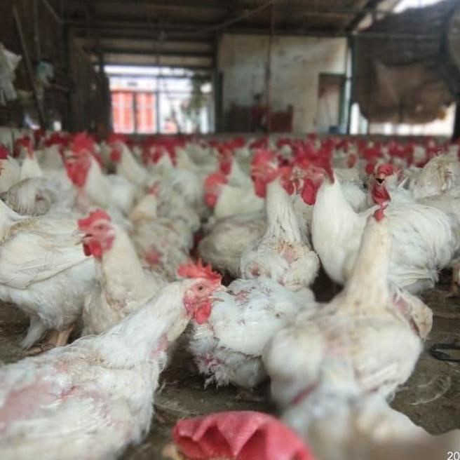 

[BARANG TERBARULSTOCK TERBARU] DAGING AYAM PERENT FRESS 100% ORIGINAL F5464RY