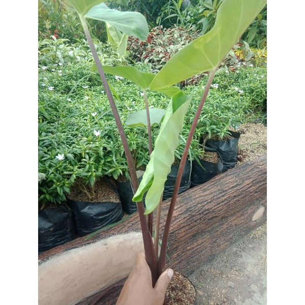 tanaman hias pohon sente talas