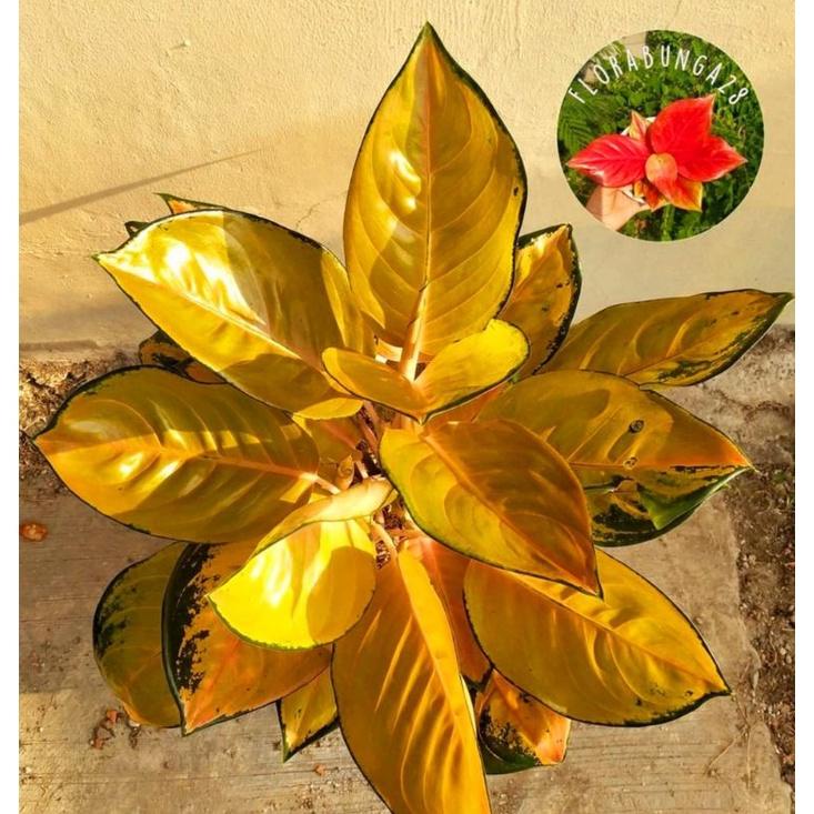 [Produk 6767] Aglonema Sultan brunei remaja - tanaman hias hidup - bunga hidup - bunga aglonema - aglaonema merah - aglonema merah - aglonema murah - aglaonema murah gvmm9