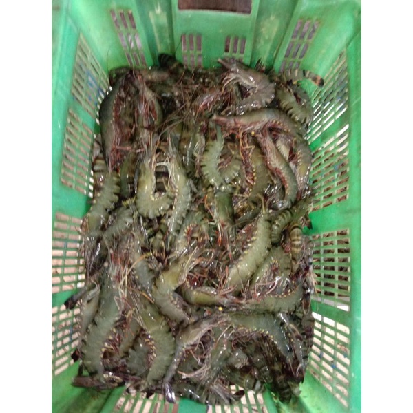 

udang pancet fresh size 20