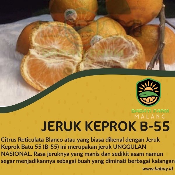 

Buah Jeruk Keprok Batu 55 / B-55