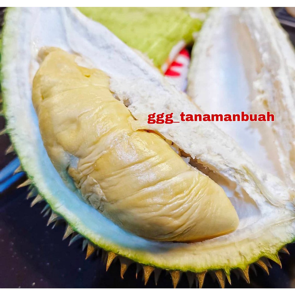 Bibit Durian Raja Udang Super Okulasi