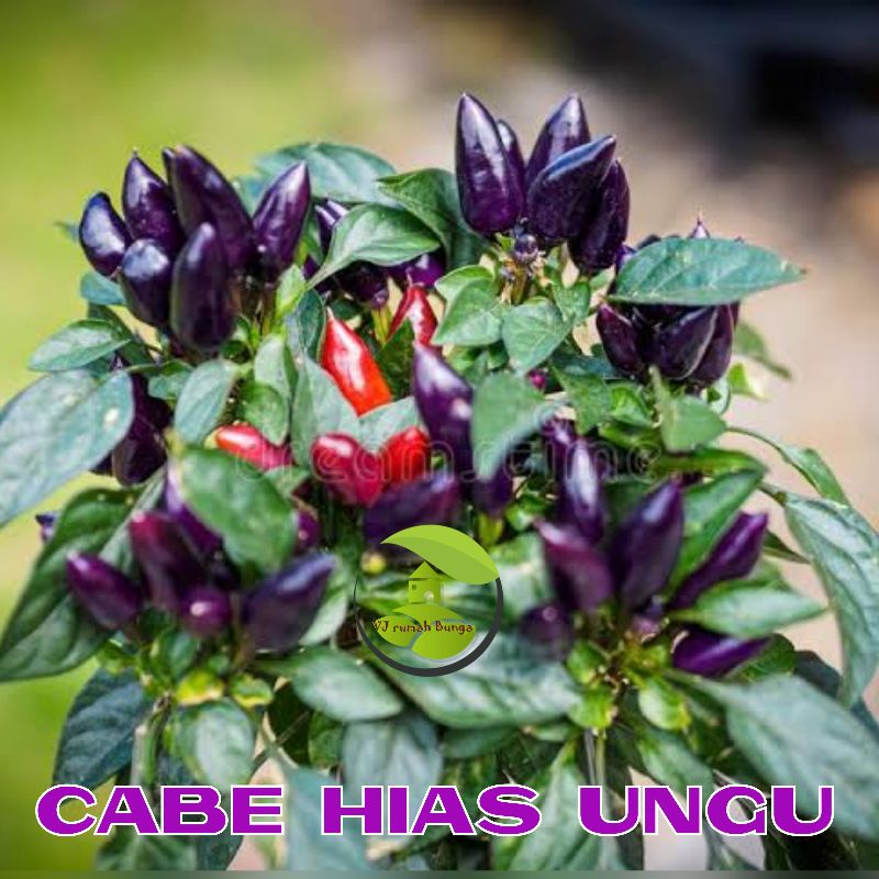 4biji- Benih bibit cabai hias ungu cabe hias ungu cabe warna warni