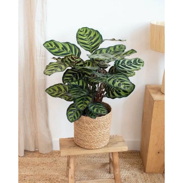 TANAMAN HIAS CALATHEA MAKOYANA - TANAMAN HIAS CALATHEA