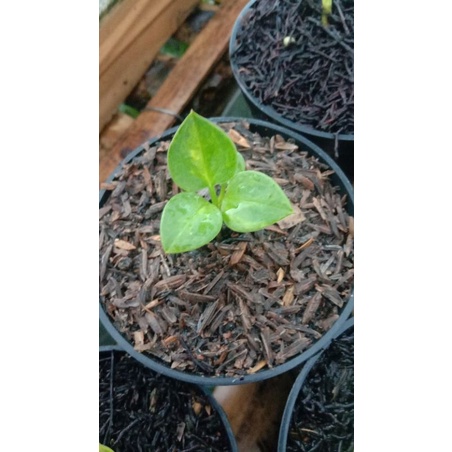 Jemani Cobra varigata tipis