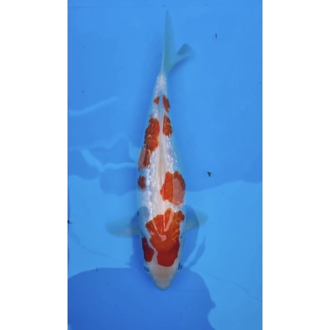 ikan koi kohaku ginrin