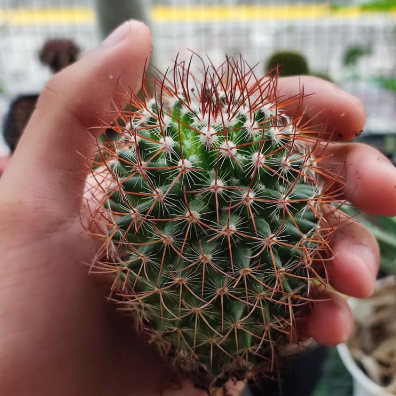 Kaktus Mammillaria Rhodantha Ownroot