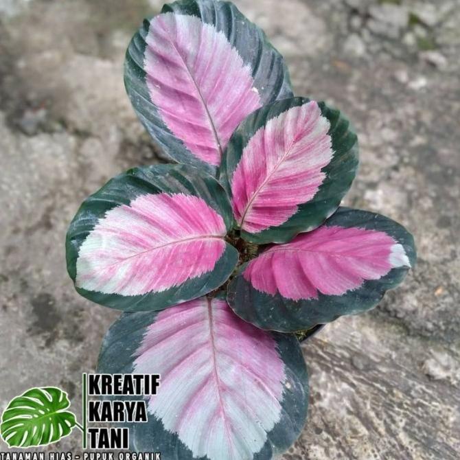 Tanaman hias calathea pink rossy - Calathea Pink Rossy