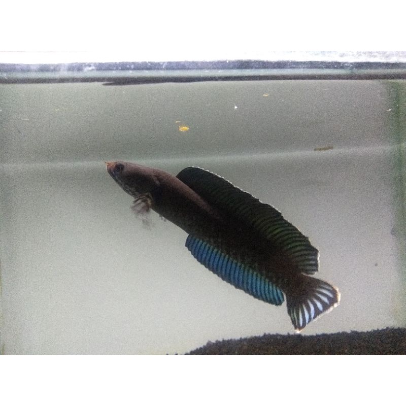 cod kebutuhan aquarium channa andrao galak uk 12-13cm