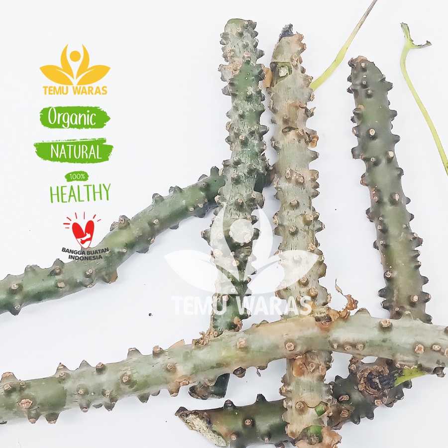 

Brotowali 250gr / Bratawali / Akar Ali ali Segar - Asli Gunung Kidul