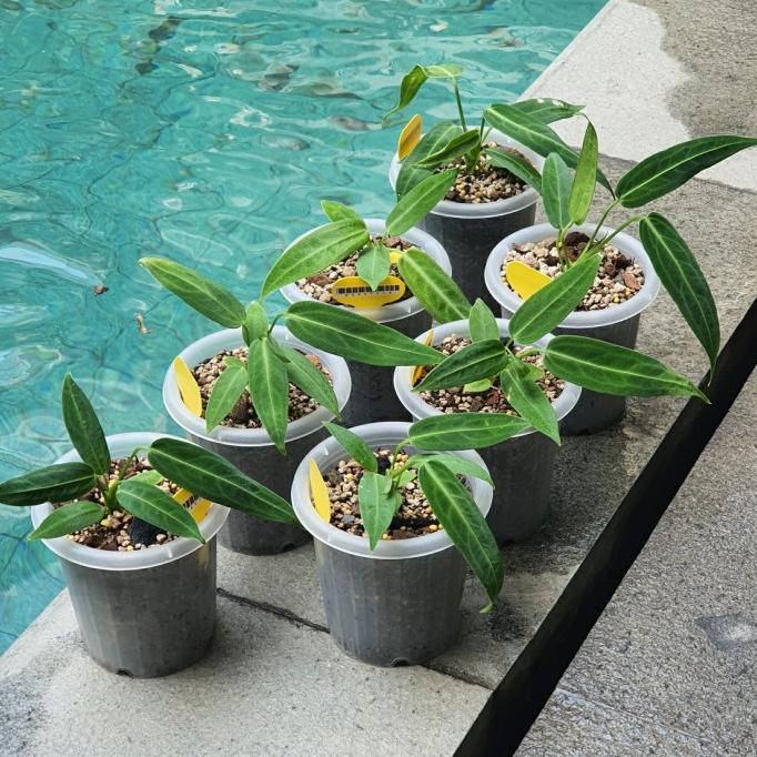 anthurium warocqueanum - Anthurium Lidah Gajah