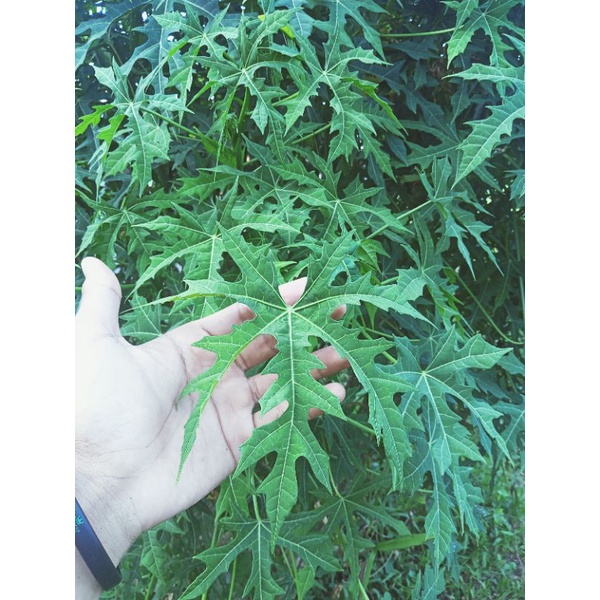 

daun pepaya Jepang sayuran dan kesehatan (100 lembar harga 10ribu + bonus)