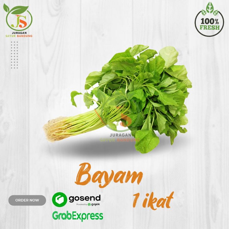 

Bayam 1 Ikat