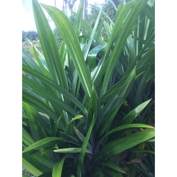 

DAUN PANDAN WANGI FRESH DARI KEBUN/PERSAWAHAN