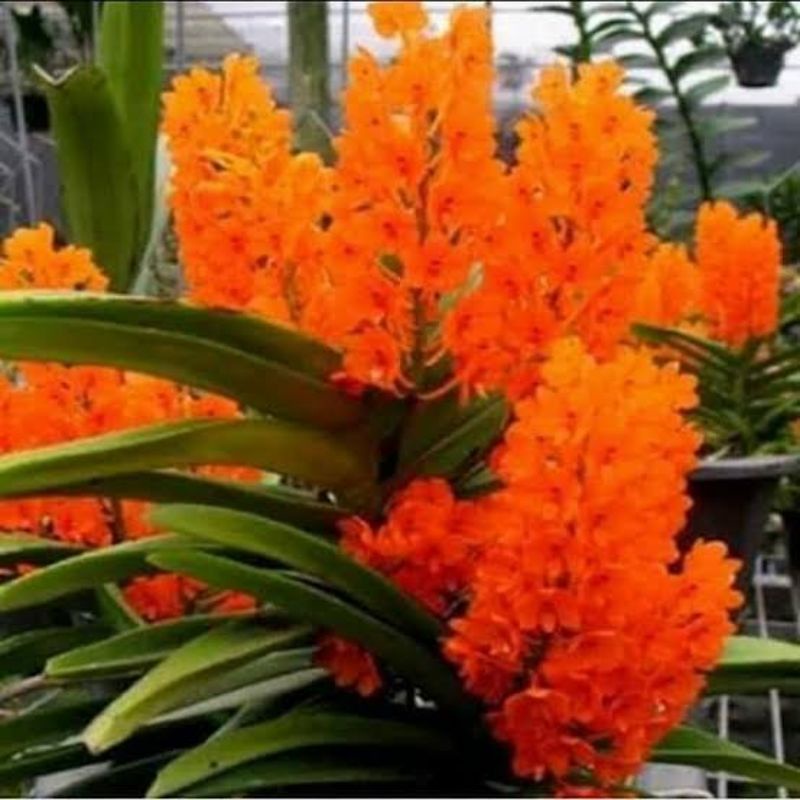 Anggrek Vanda mini ( asco )