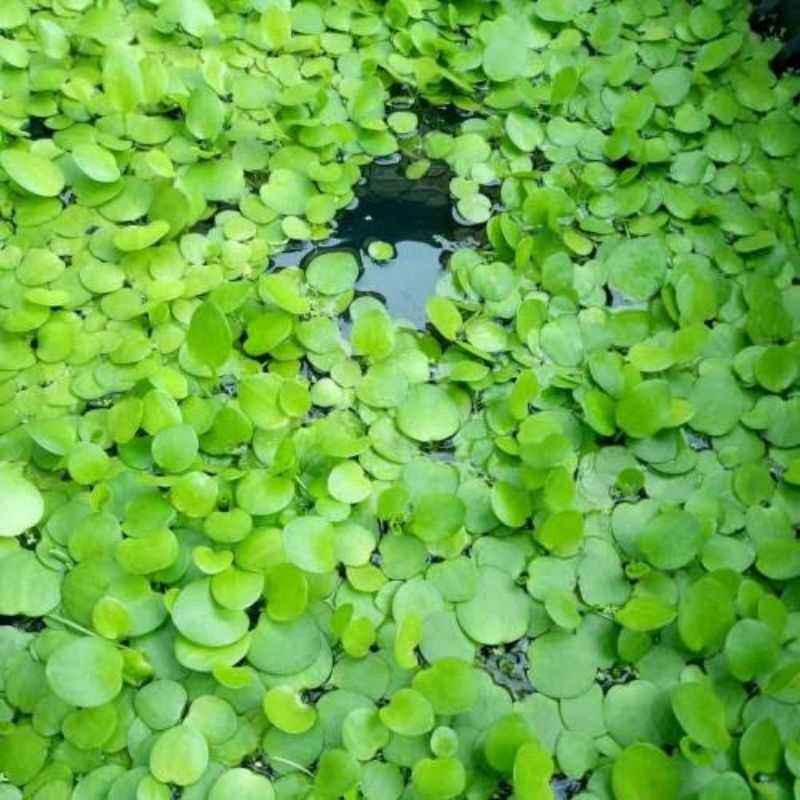 Tanaman Air Apung SPIRODELA