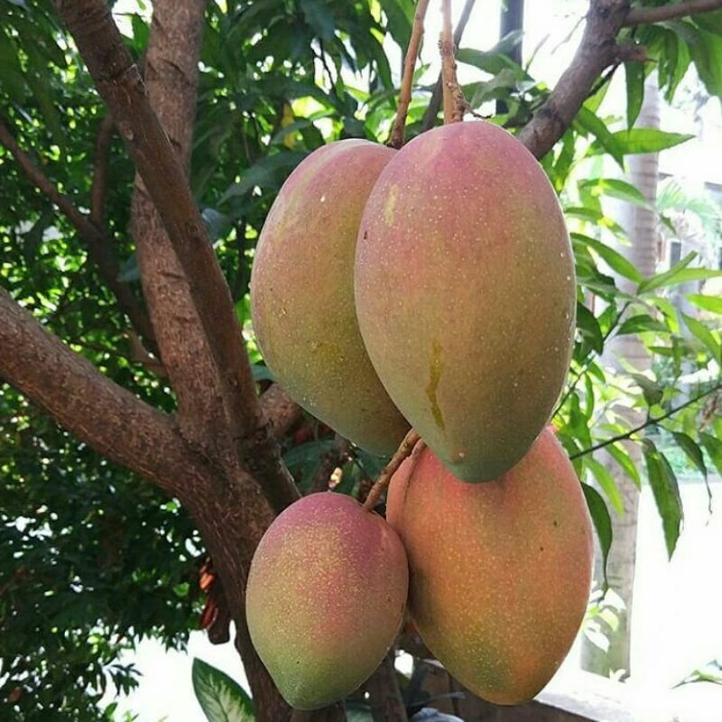 Bibit mangga gedong gincu