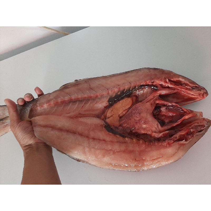 

ikan kuro/ikan senangin/ indian salmon