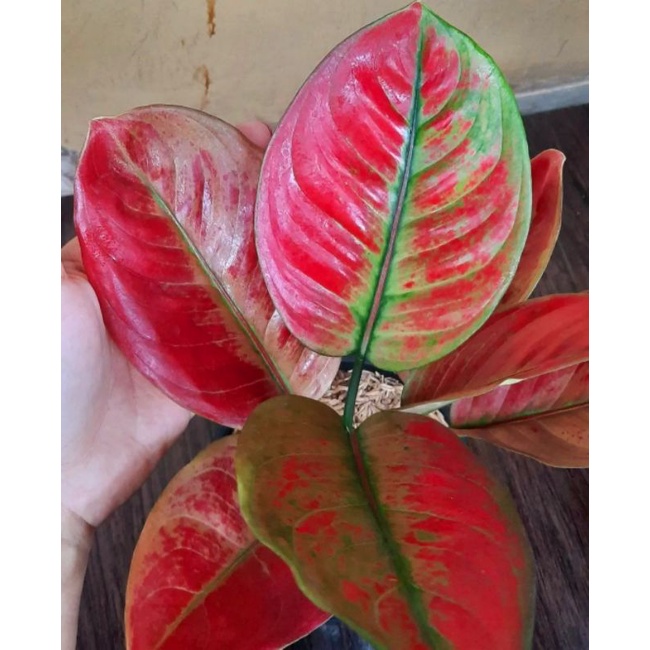 Aglonema Ayunindi - tanaman hias hidup - bunga hidup - bunga aglonema - aglaonema merah - aglonema m