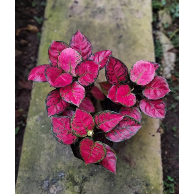 aglonema dud anjamani - tanaman hias aglonema dud anjamani - aglonema - bunga aglonema - aglonema me