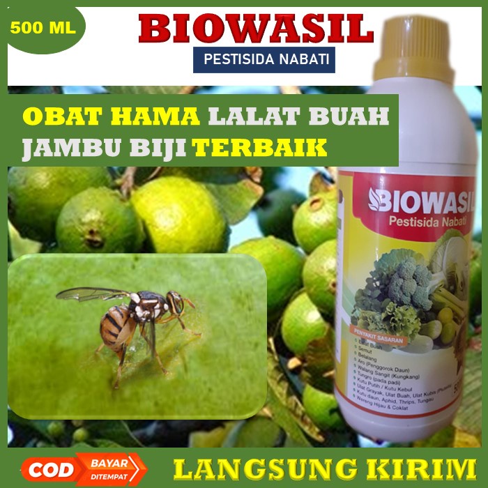 PUPUK BIOWASIL 500ML OBAT SEMPROT PEMBASMI HAMA LALAT BUAH JAMBU BIJI PALING BAGUS