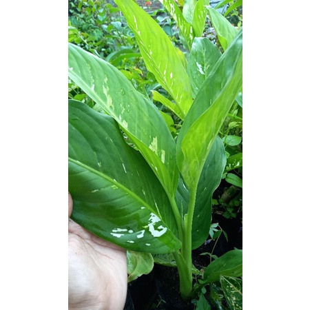 tanaman hias bunga aglonema diven army