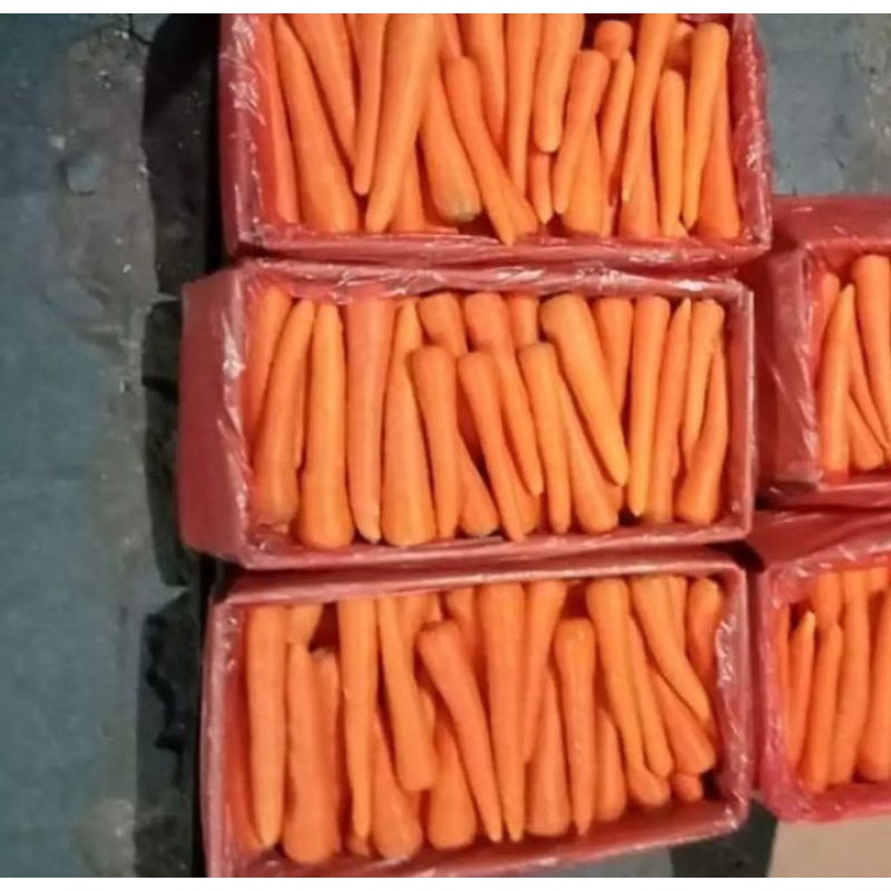 SAYUR WORTEL MEDAN / WORTEL BRASTAGI SEGAR